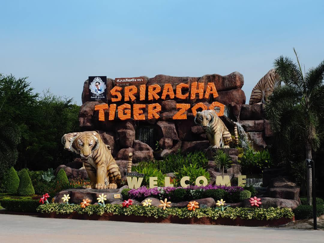 Sriracha Tiger Zoo